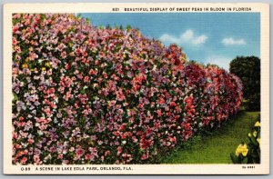 Vtg Orlando Florida FL Sweet Peas In Bloom Eola Park 1930s View Postcard