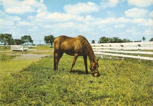 Horse grazingl Nice modern German  postcard. Size 6 x 4