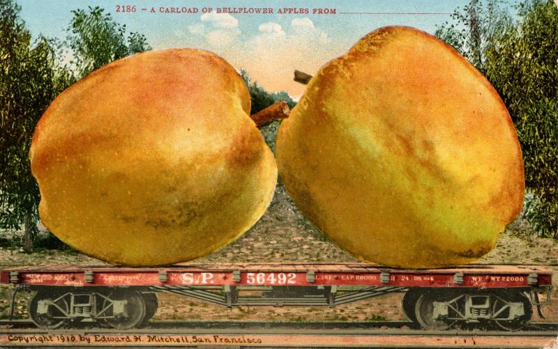 Exaggeration - A Carload of Belleflower Apples from______