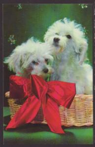 Puppies in a Basket Postcard 