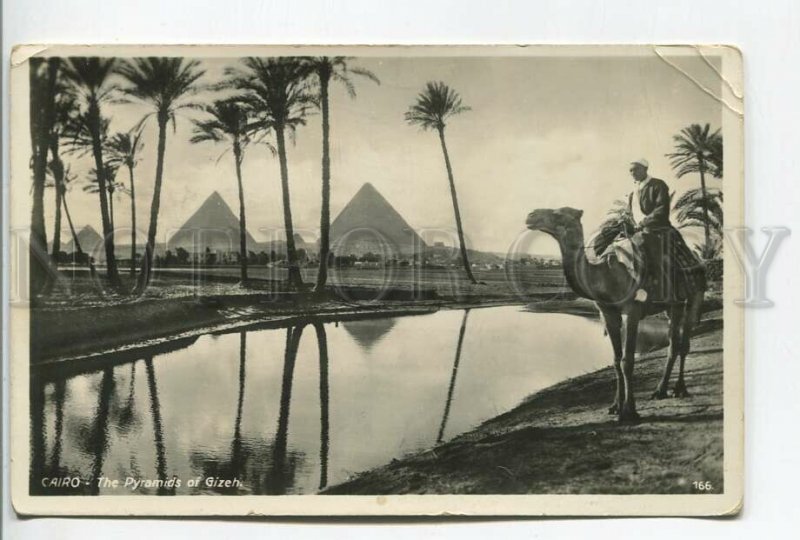 460834 Egypt Cairo Pyramids Giza An Arab on a camel RPPC to Germany from Egypt