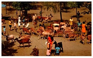 New York Catskill Game Farm , Lower Feeding Ground