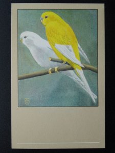 Bird Theme ALBINO & LUTINO BUDGERIGAR c1950s Postcard by P. Sluis Series 7 No.73