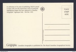 Algonquin Park Ontario Canada - Canadian Georgraphic postcard