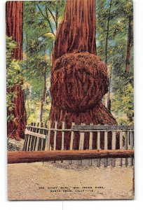 Santa Cruz California CA Postcard 1930-1950 The Giant Burl Big Trees Park