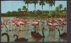 Florida Hialeah Race Course - Flamingos and Swans on the Infield Lake - Chrome