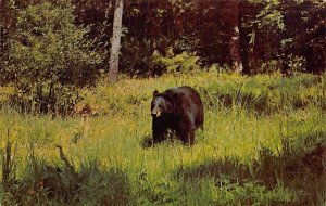 Black Bear - Misc, Wisconsin WI  