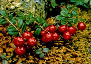 Fruit Lowbush Cranberries Or Kingmingnaq