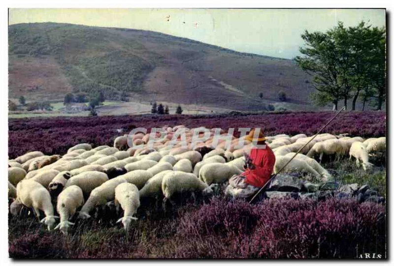 Postcard Modern Limousin Picturesque Monedieres The Shepherd Sheep