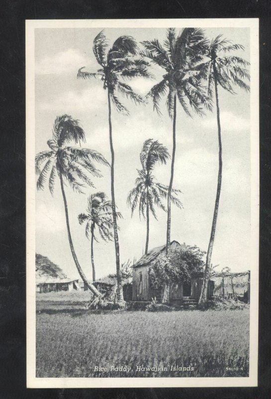 HAWAII TERRITORY HAWAIIAN ISLANDS RICE PADDY FARMING VINTAGE POSTCARD