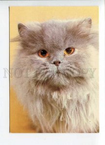 291937 Poland Persian CAT old photo postcard