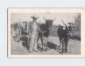 Postcard Man with Ox-Wagon Scene, Arizona