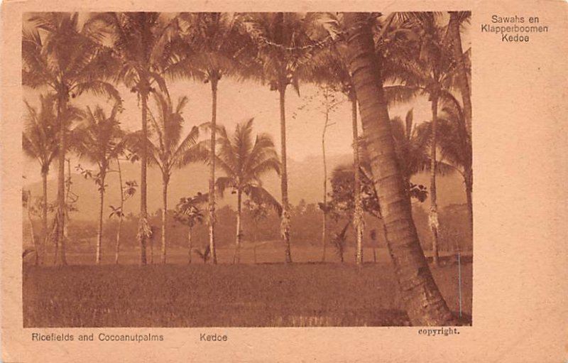Ricefields and Cocoanutplams Kedoe Indonesia, Republik Indonesia 1924 Missing...