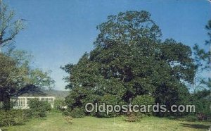 Magnolia Tree - Mobile, Alabama AL  