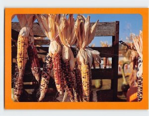 Postcard Flint corn, Home grown in Indiana