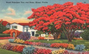 Vintage Postcard 1955 Royal Poinciana Tree & Home Enchanted State Miami Florida