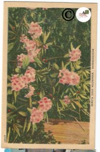 Old  Linen Postcard Rhododendrons - Washington State Flower