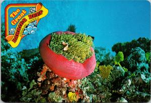 Clown Fish Pink Coral The Great Barrier Reef Queensland Australia Postcard D94