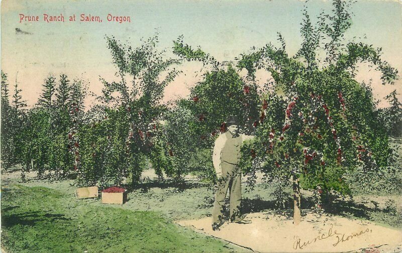 Oregon Salem Prune Ranch Hand Colored Rieder #6910 Postcard Occupation 22-4203