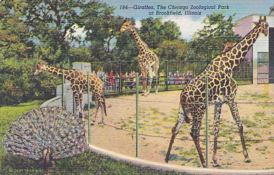 Giraffes At The Chicago Zoological Park Brookfield Illinois Curteich