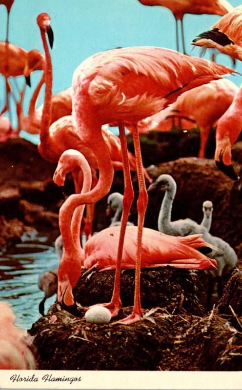 Birds Flamingos Nesting At Hialeah Race Course Miami Florida 1969