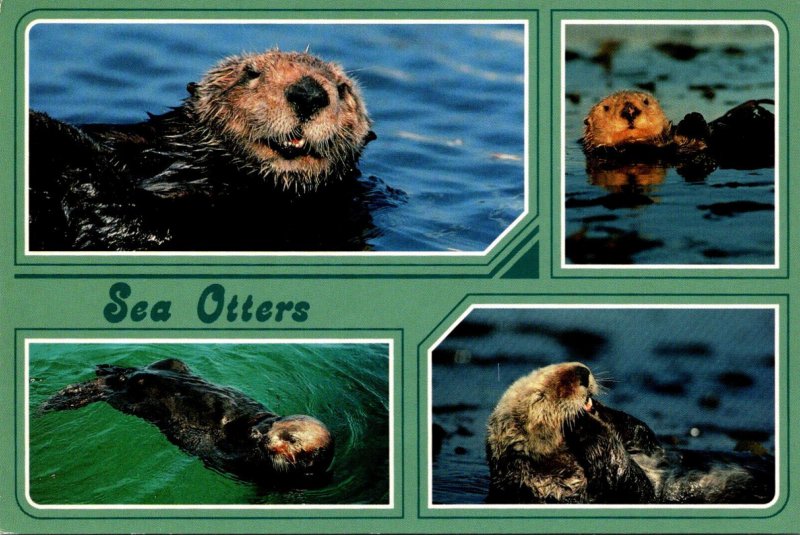 California Coast Playful Sea Otters