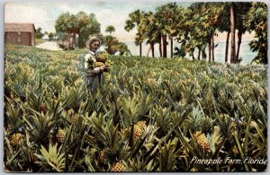 1908 Pineapple Farm Florida Man Harvesting Pineapple Fruits Posted Postcard