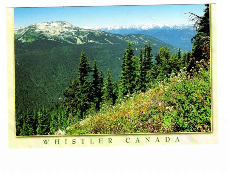 Wildflowers, Blackcomb, British Columbia, Mountain Moments