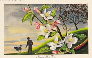 Arkansas State Flower The Apple Blossom