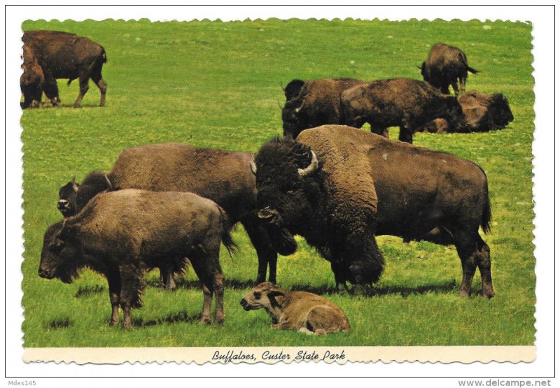 Buffaloes South Dakota Bison Custer State Park Black Hills Vintage Postcard 4X6