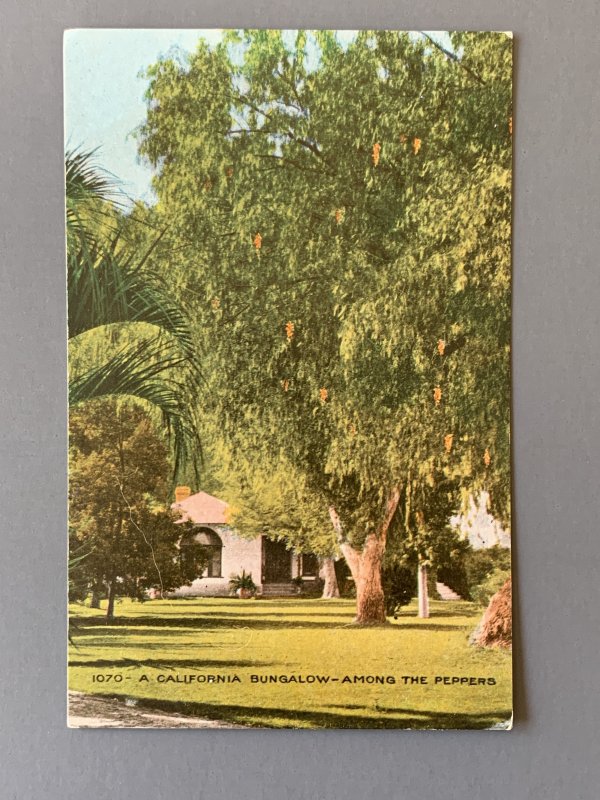 A California Bungalow Among The Peppers CA Litho Postcard A1151085335