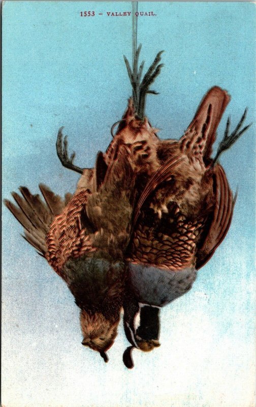 Valley Quail pair, dead hunting Edw H Mitchell Divided Back Unposted Postcard