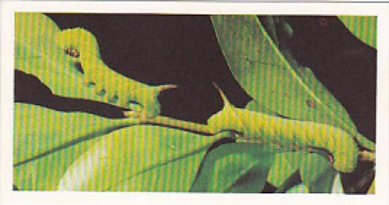 Brooke Bond Vintage Trade Card Woodland Wildlife 1980 No 15 Privet Hawk Moth