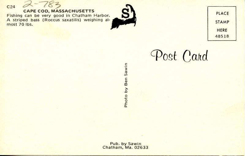 Fish - Striped Bass at Chatham Harbor, Cape Cod, Massachusetts