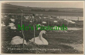 Dorset Postcard - Nesting Time, Abbotsbury Swannery    RS26791
