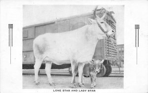 Lone Star and Lady Star San Antonio, Texas, USA Cow Writing on back 