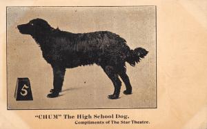 Chum The High School Dog Compliments Star Theatre c1904 Advertisign Postcard