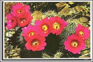 Arizona - Strawberry Hedgehog Cactus -[ AZ-093X]