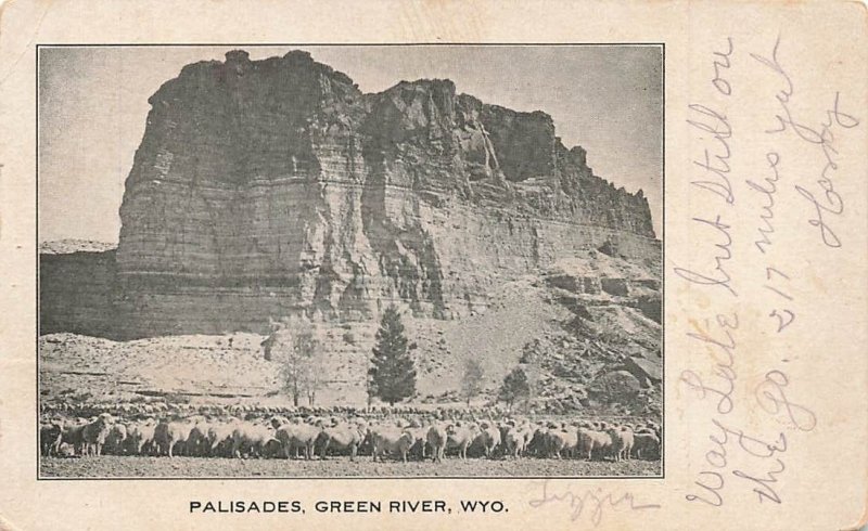 c1905 Palisades  Green River Sheep  Wyoming WY P559 