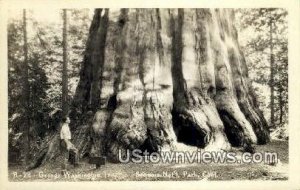 George Washington Tree, Real photo - Sequoia National Park, California CA  