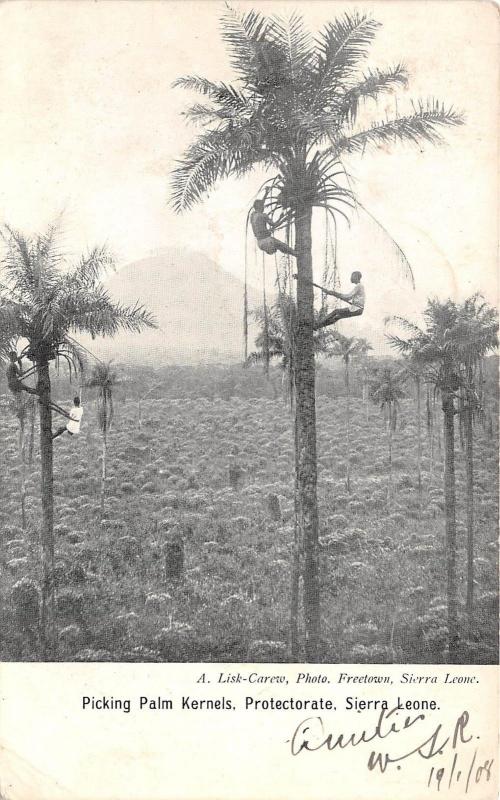 B84996 picking palm kernels protectorate  types folklore  sierra leone