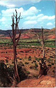 Postcard NATURE SCENE Amarillo Texas TX AI5454