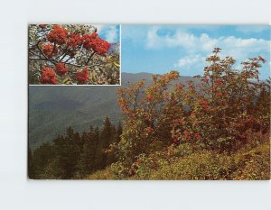 M-158845 The Mountain Ash Bearing Ripe Fruit Blue Ridge Parkway North Carolina