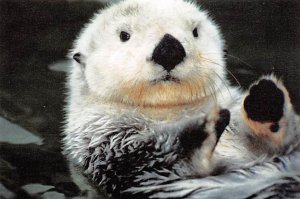 California Sea Otter Monterey Bay Seals Unused 