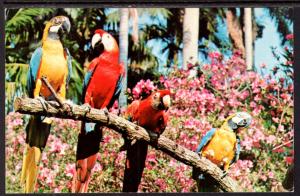 Macaws,Sunken Gardens,FL BIN