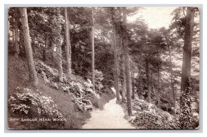 Menai Woods Bangor Gwynedd Wales UNP DB Postcard Z10