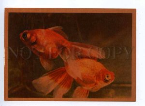 195073 Russia Moscow ZOO gold fish old postcard