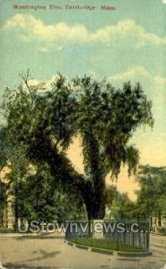 Washington Elm - Cambridge, Massachusetts MA Postcard