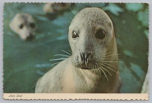 Animal~Hair Seal~Short Stiff Hair~Earless~Especially Harbor Seal~Continental PC 