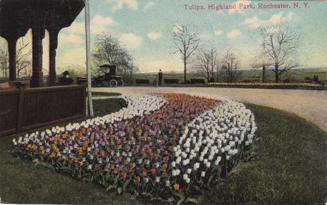 Tulip Flowers in Highland Park NY, Rochester, New York - pm 1911 - DB